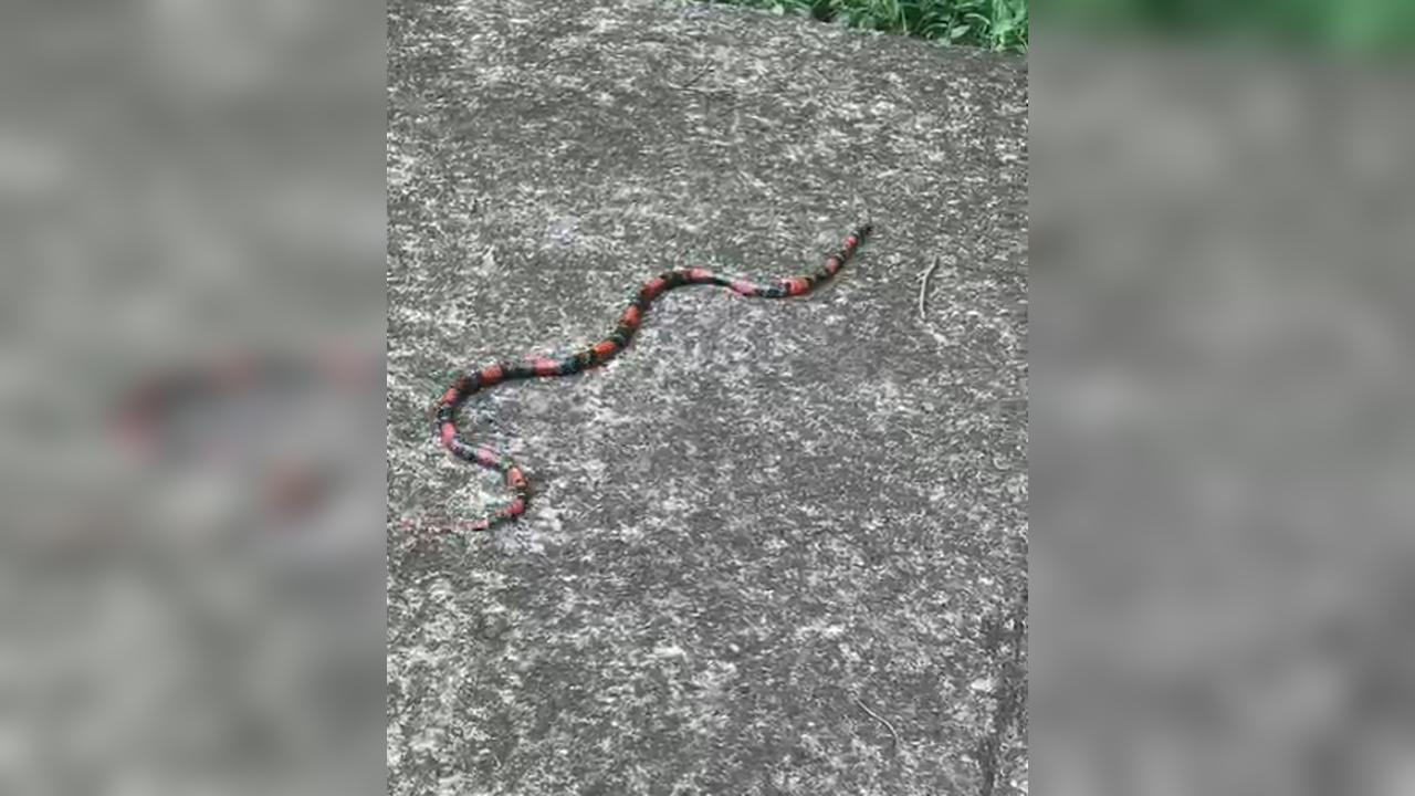 "Não fica moscando aí": internauta registra imagens de Cobra Coral em Cascavel
