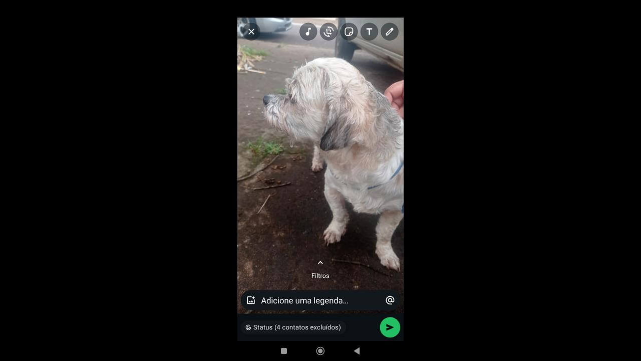 Cachorro é encontrado no bairro Pacaembu Cachorro é encontrado no bairro Pacaembu