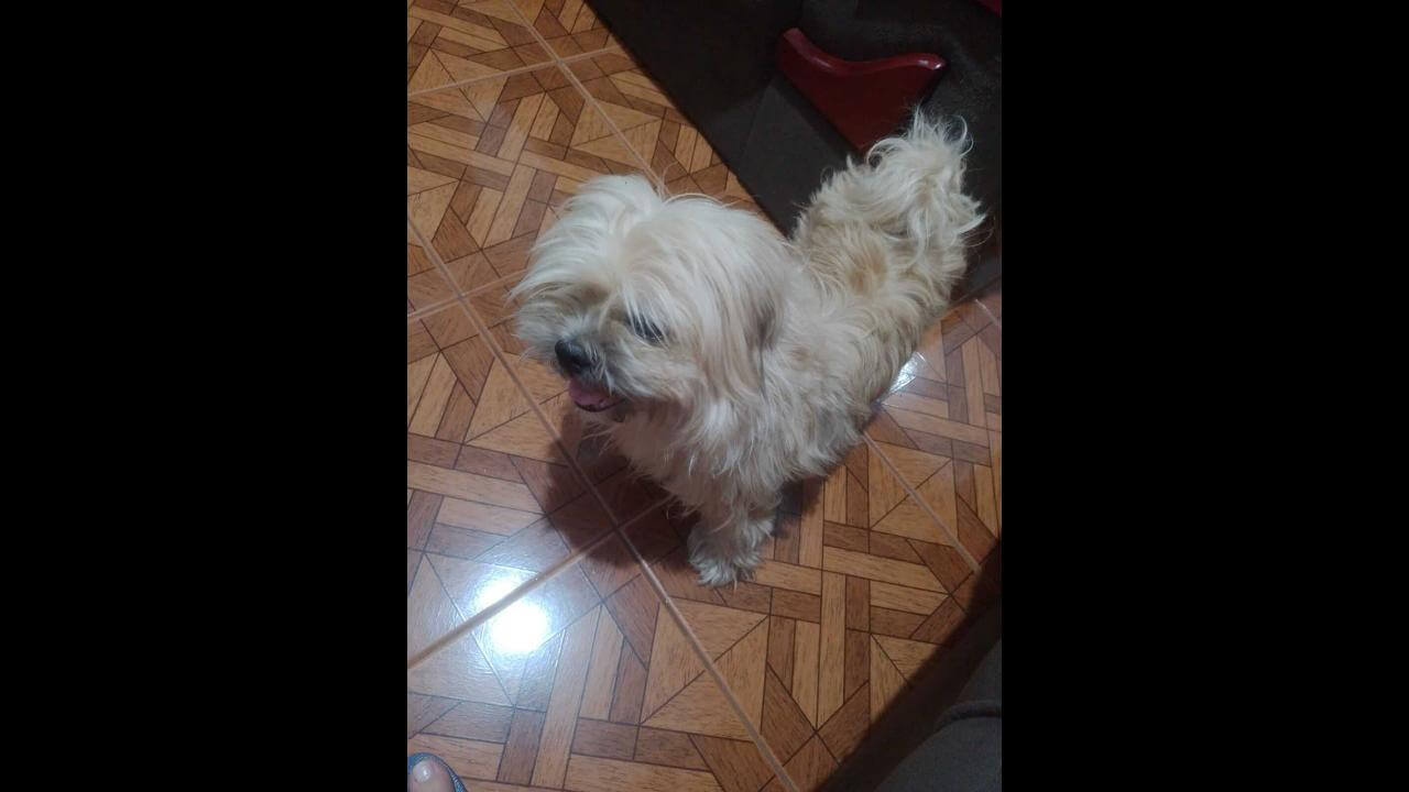 Cachorro é encontrado no bairro Santa Cruz Cachorro é encontrado no bairro Santa Cruz