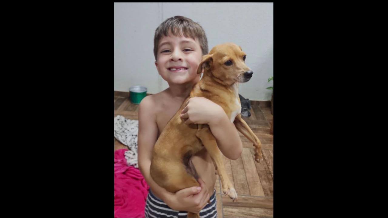 Cachorra fugiu nesta madrugada no bairro Cancelli Cachorra fugiu nesta madrugada no bairro Cancelli