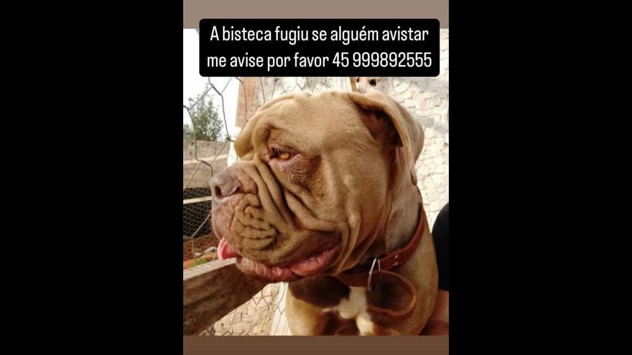 Cachorra Bisteca desapareceu no bairro Centro