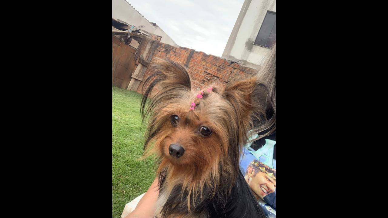 Cachorra Amora desapareceu no bairro Alto Alegre