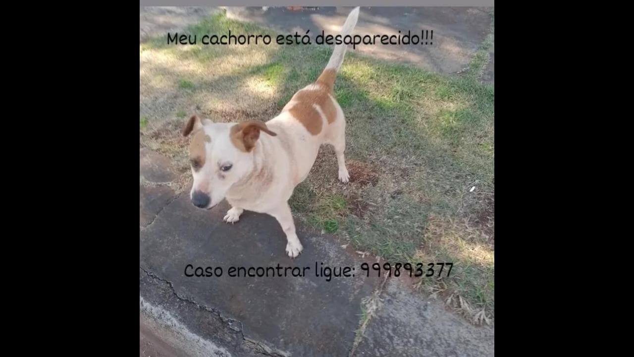 Cachorro Bidu desapareceu no bairro Periolo