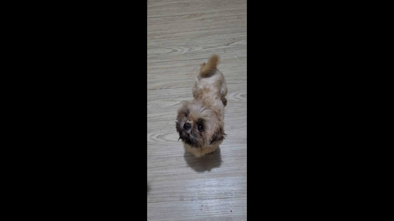 Cachorro é encontrado no bairro Alto Alegre