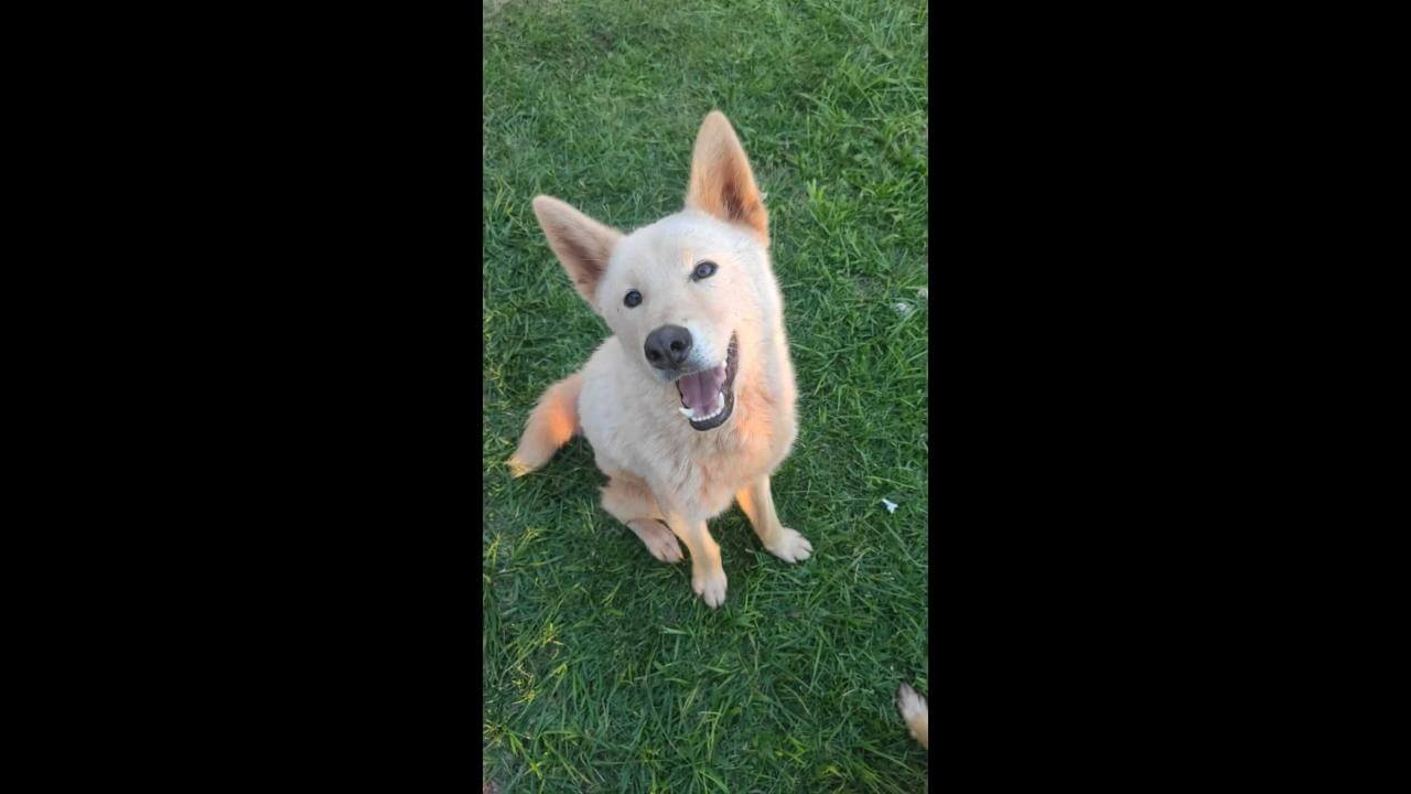 Cachorro Regi desapareceu no bairro Esmeralda Cachorro Regi desapareceu no bairro Esmeralda