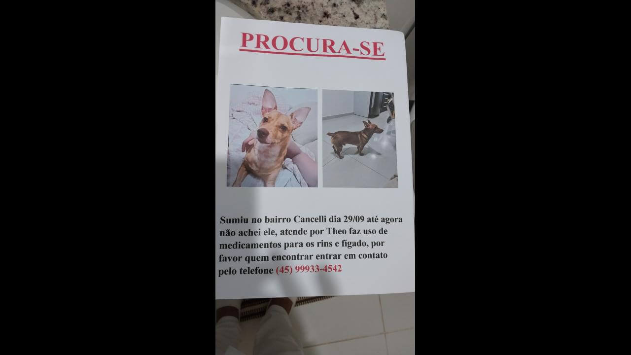 Cachorro Theo desapareceu no bairro Cancelli Cachorro Theo desapareceu no bairro Cancelli