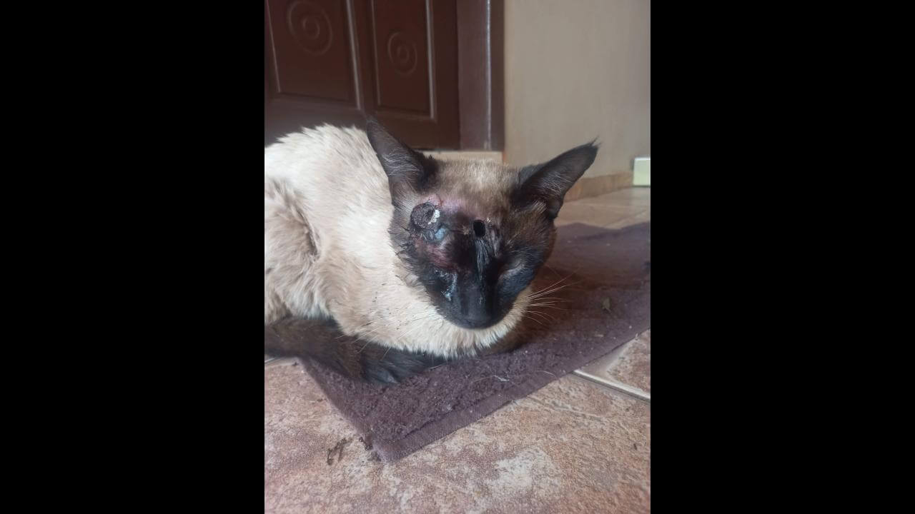 Gato é encontrado no bairro Santa Felicidade Gato é encontrado no bairro Santa Felicidade
