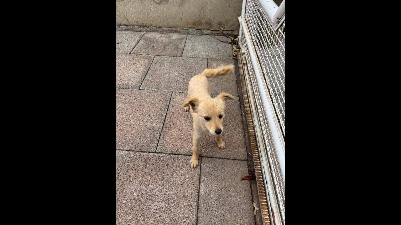 Cachorra é encontrada no bairro Canadá