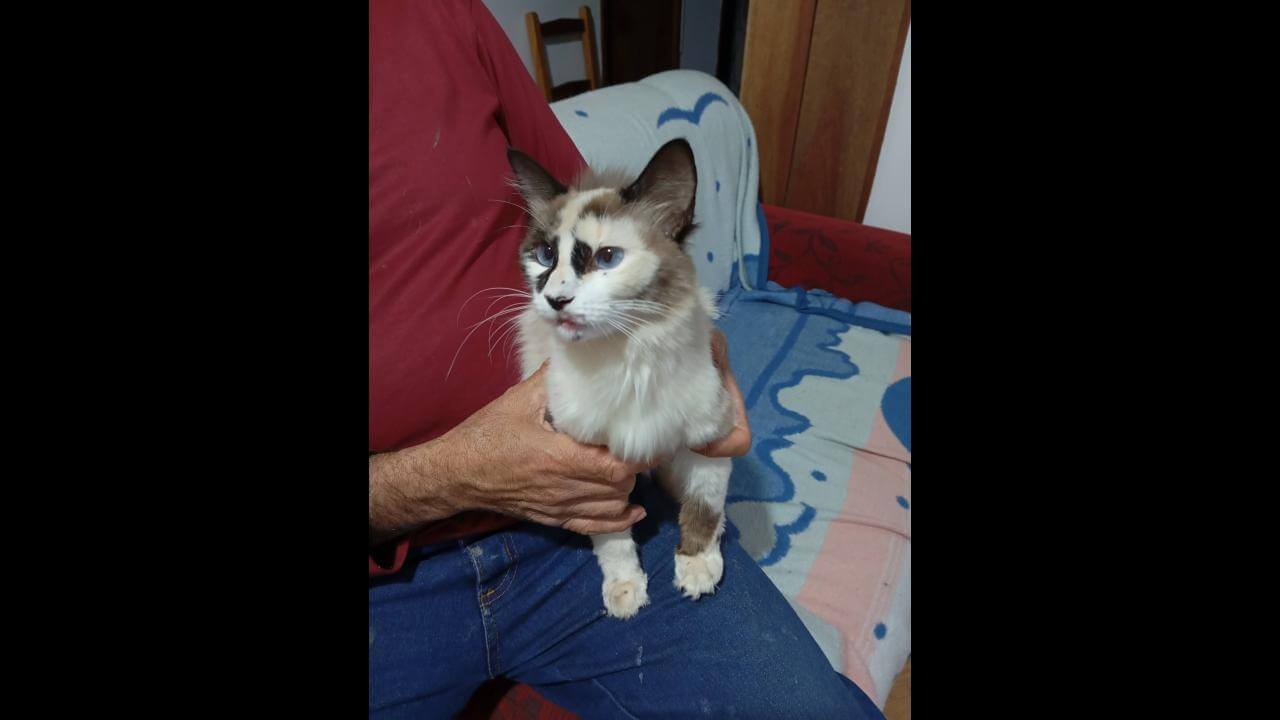 Gata é encontrada no bairro Santa Cruz