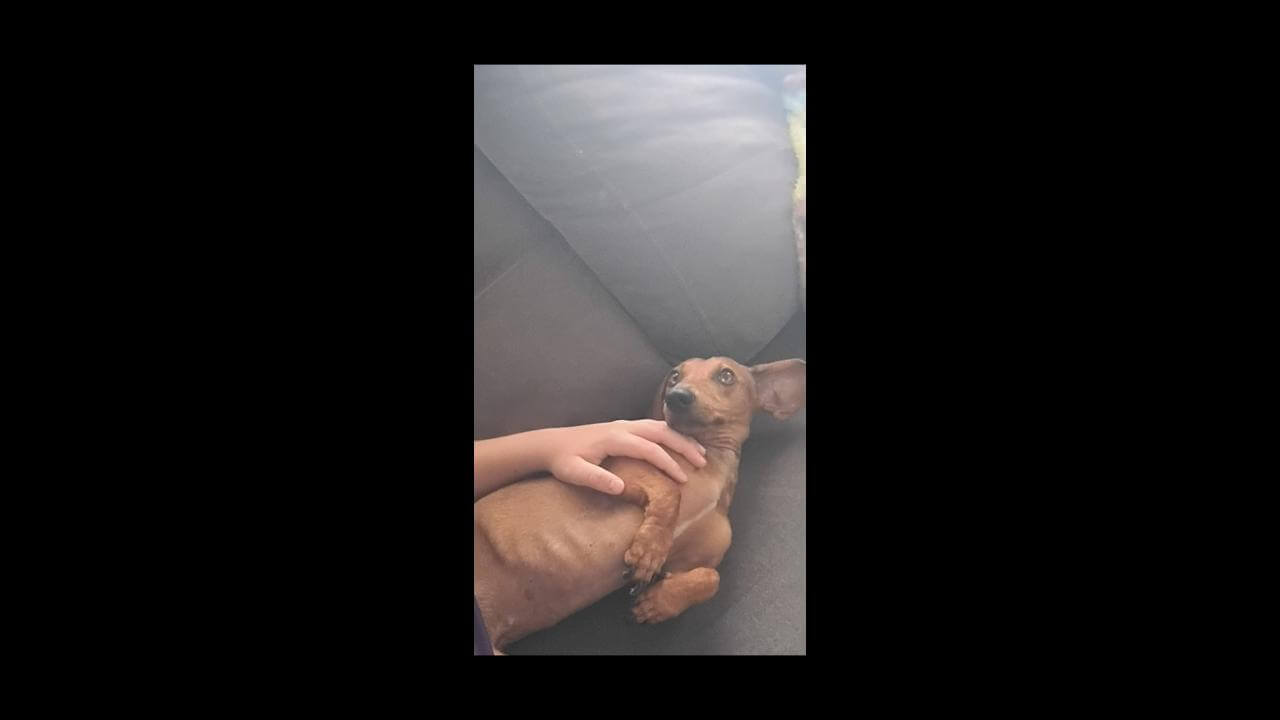 Cachorro Feijão desapareceu no bairro Cidade Verde