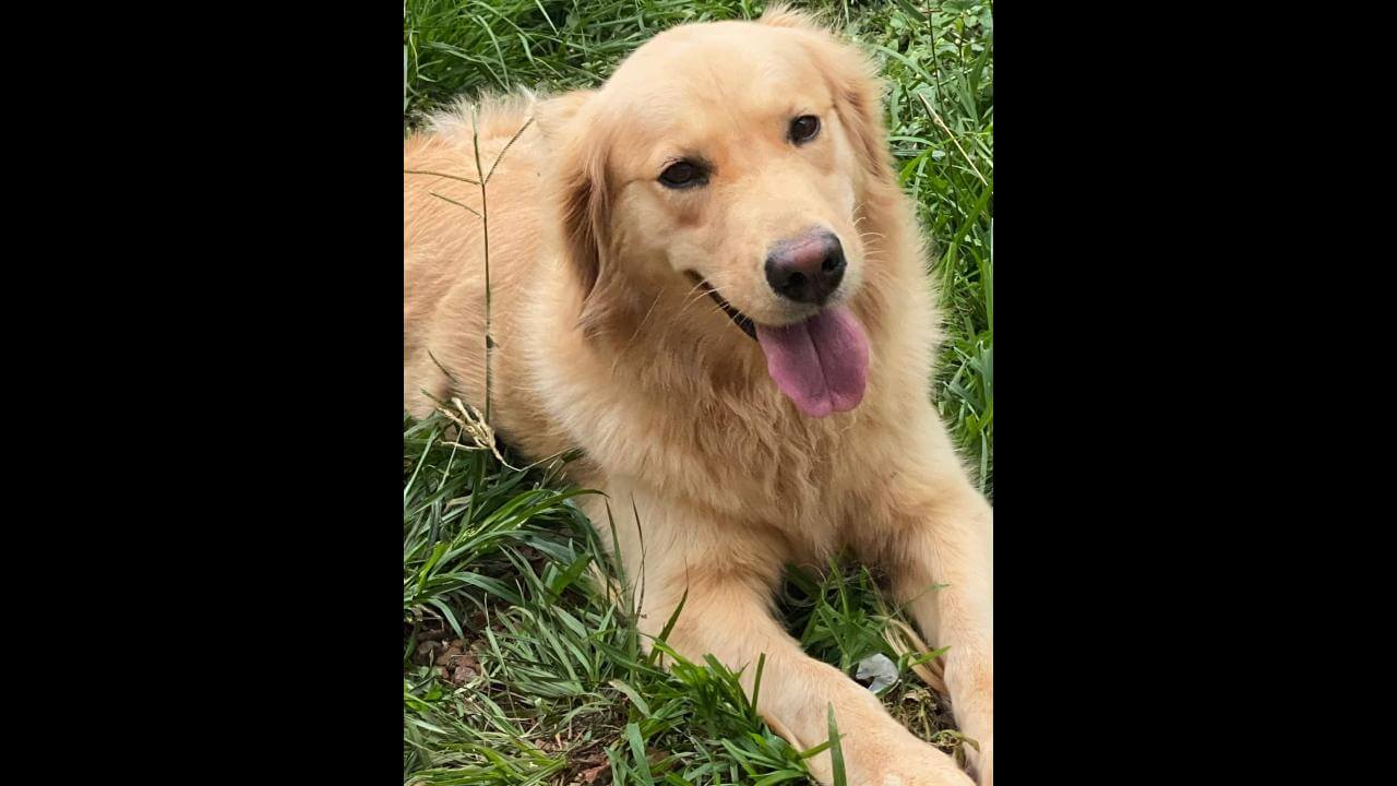Cachorra Kyara desapareceu no bairro Jardim Veneza