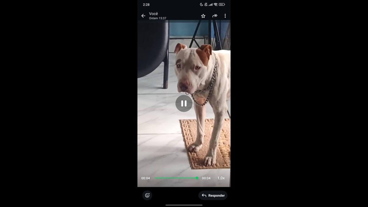 Cachorro Prego desapareceu no bairro Jardim Veneza