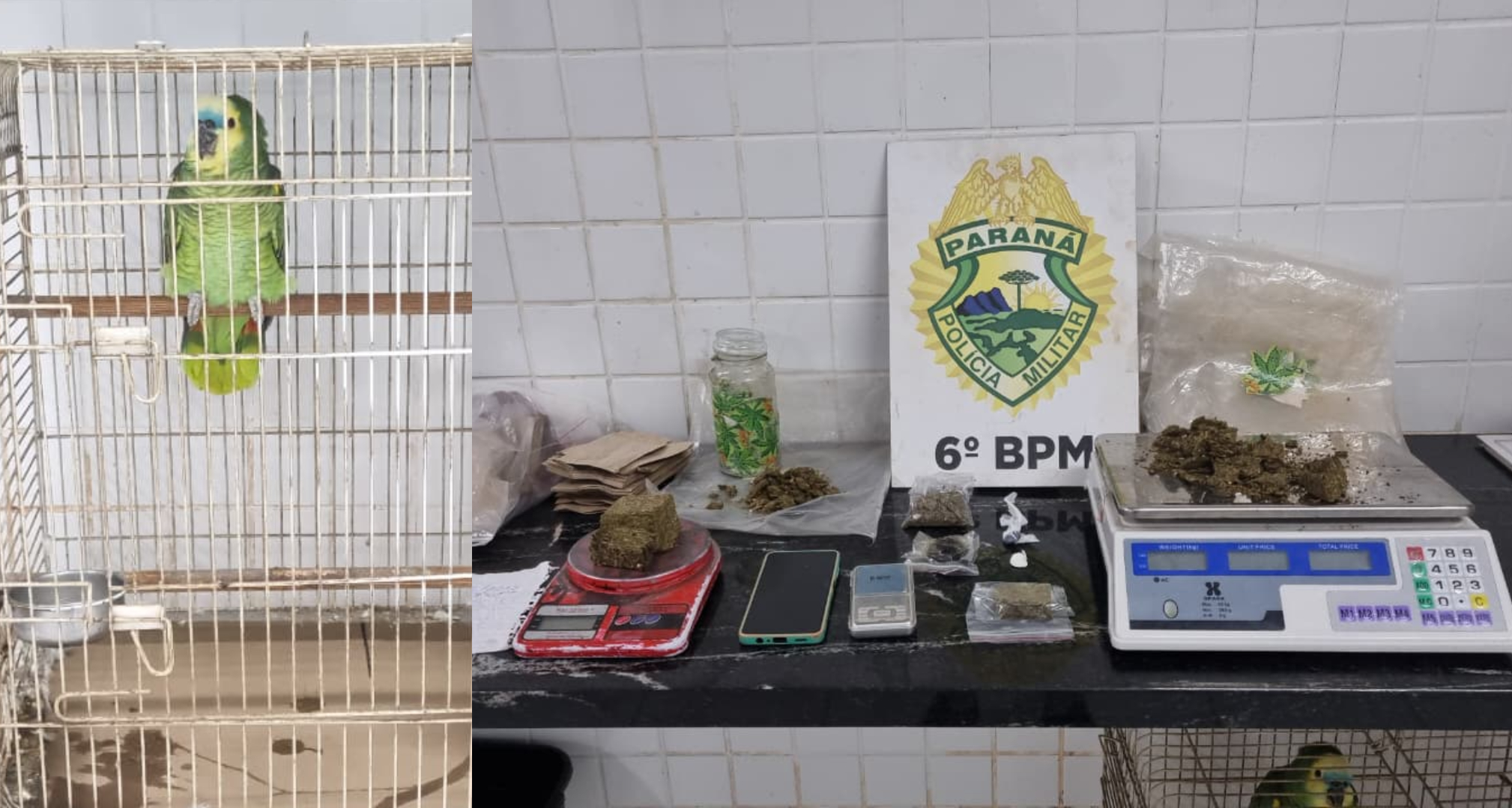 Homem é preso por tráfico de drogas e posse de animal silvestre no bairro Quebec
