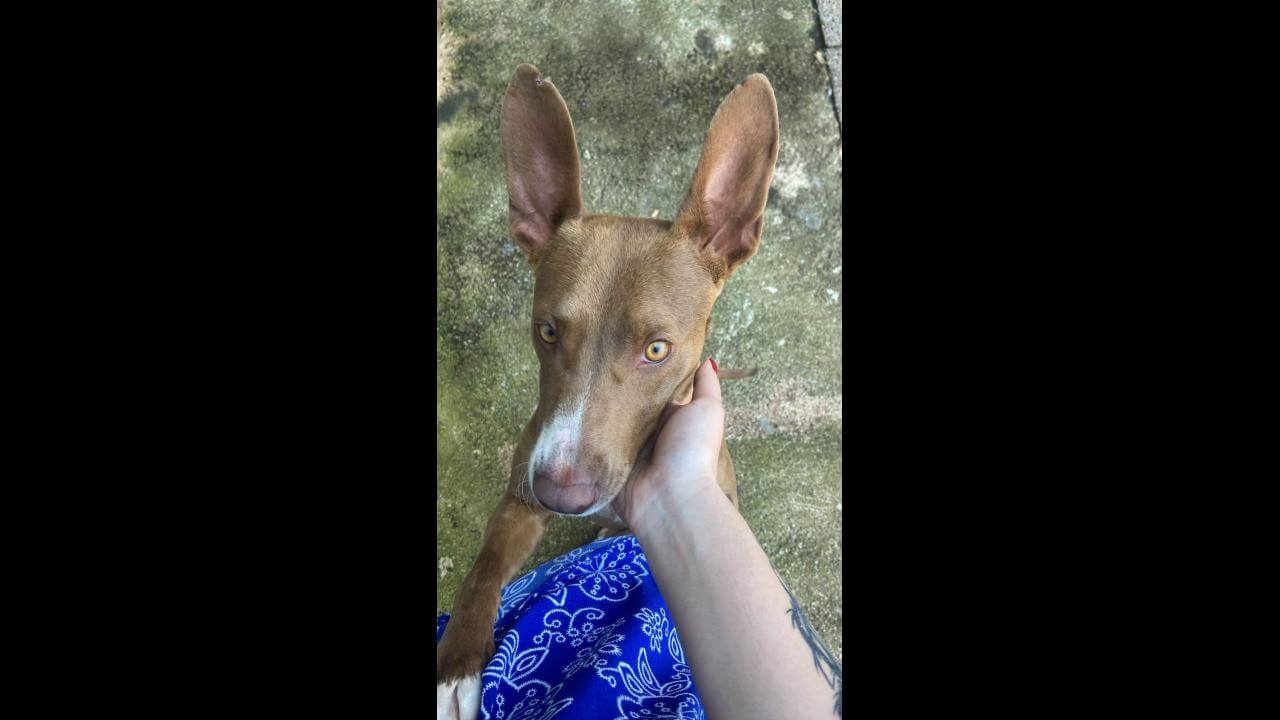 Cachorra Diana desapareceu no bairro Brasmadeira Cachorra Diana desapareceu no bairro Brasmadeira
