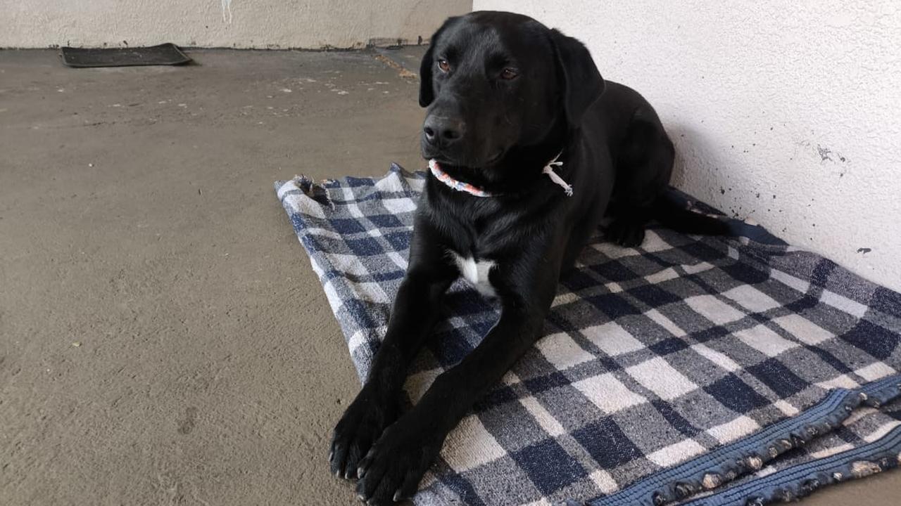 Cão é ameaçado de morte após ter abrigo destruído em Cascavel