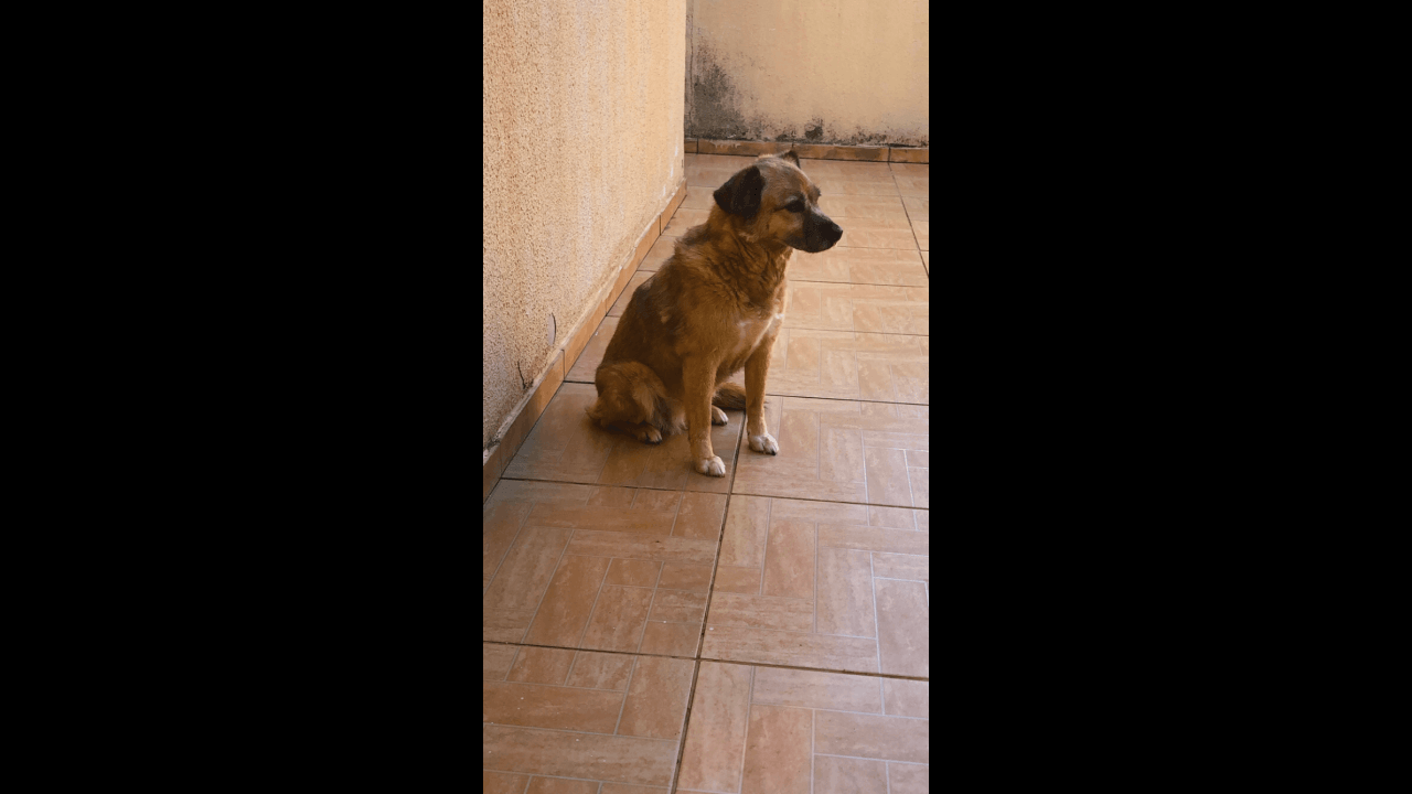 Cachorra Lindinha desapareceu no bairro Neva Cachorra Lindinha desapareceu no bairro Neva