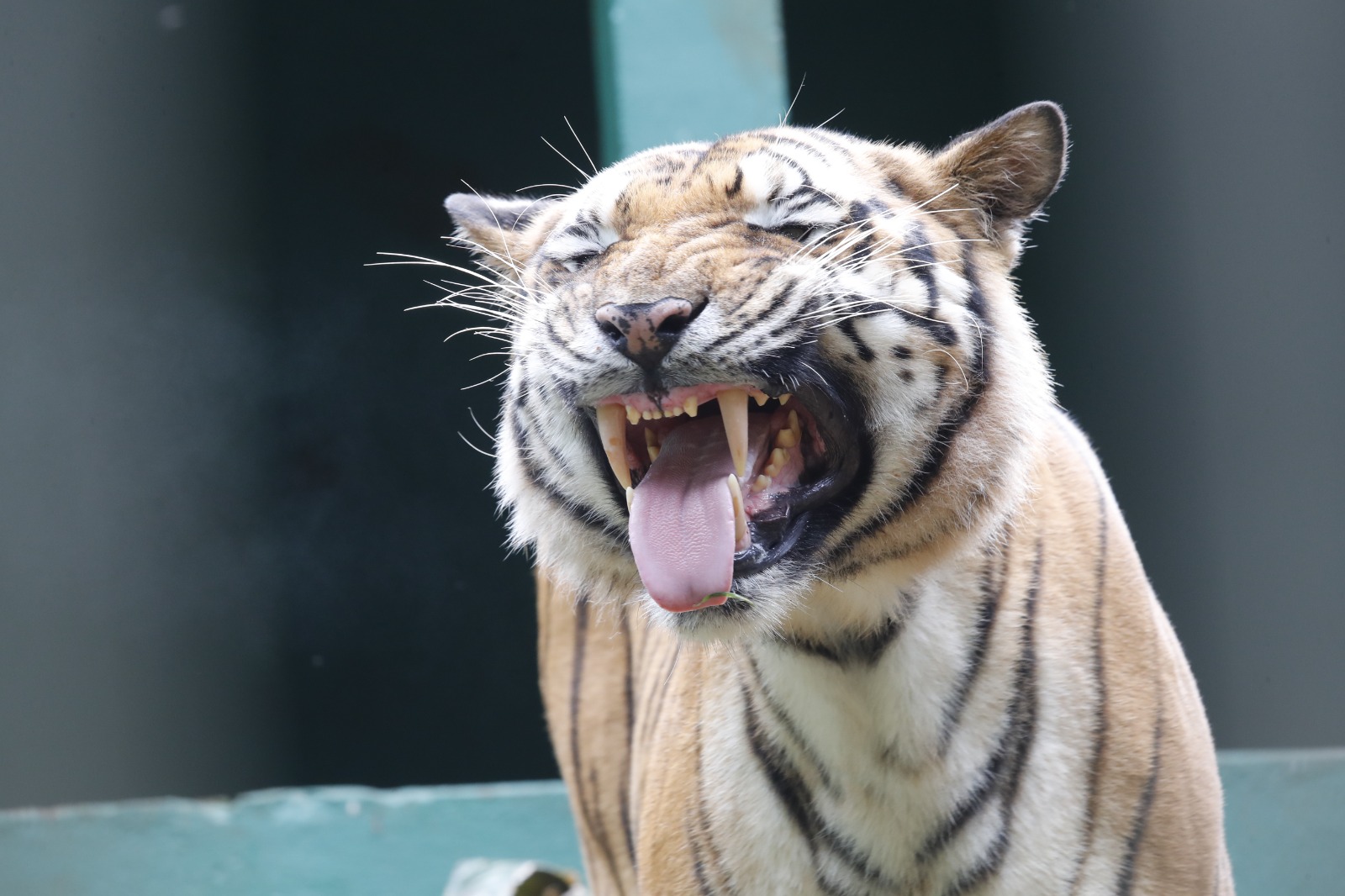 Zoológico terá programação especial para os pequenos no domingo de Dia das Crianças Zoológico terá programação especial para os pequenos no domingo de Dia das Crianças