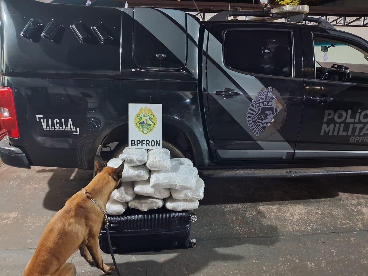 BPFRON apreende mais de 16 quilos de maconha em ônibus interestadual com apoio de cão farejador em Ubiratã BPFRON apreende mais de 16 quilos de maconha em ônibus interestadual com apoio de cão farejador em Ubiratã