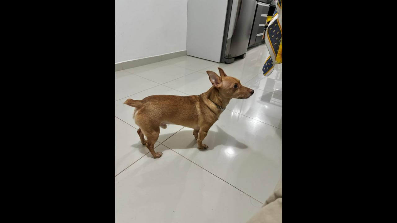 Cachorro Theo desapareceu no bairro Cancelli