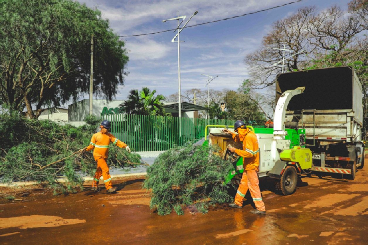 Vereador quer saber detalhes sobre execução do serviço de poda de árvores