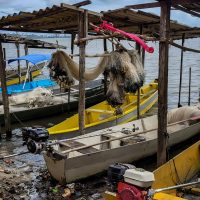 Início do defeso da piracema restringe pesca comercial no país Imagem referente a Início do defeso da piracema restringe pesca comercial no país