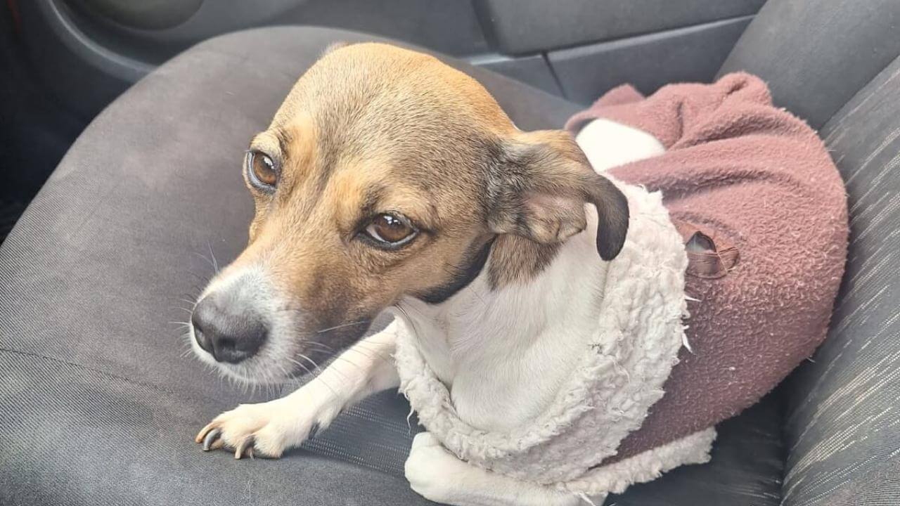 Cachorra é encontrada no bairro Centro