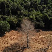 Brasil pode suprir demanda por bioenergia sem desmatar, aponta estudo Imagem referente a Brasil pode suprir demanda por bioenergia sem desmatar, aponta estudo