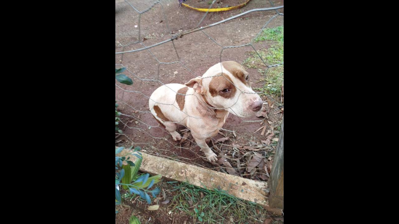 Cachorra é encontrada no bairro Sede Alvorada