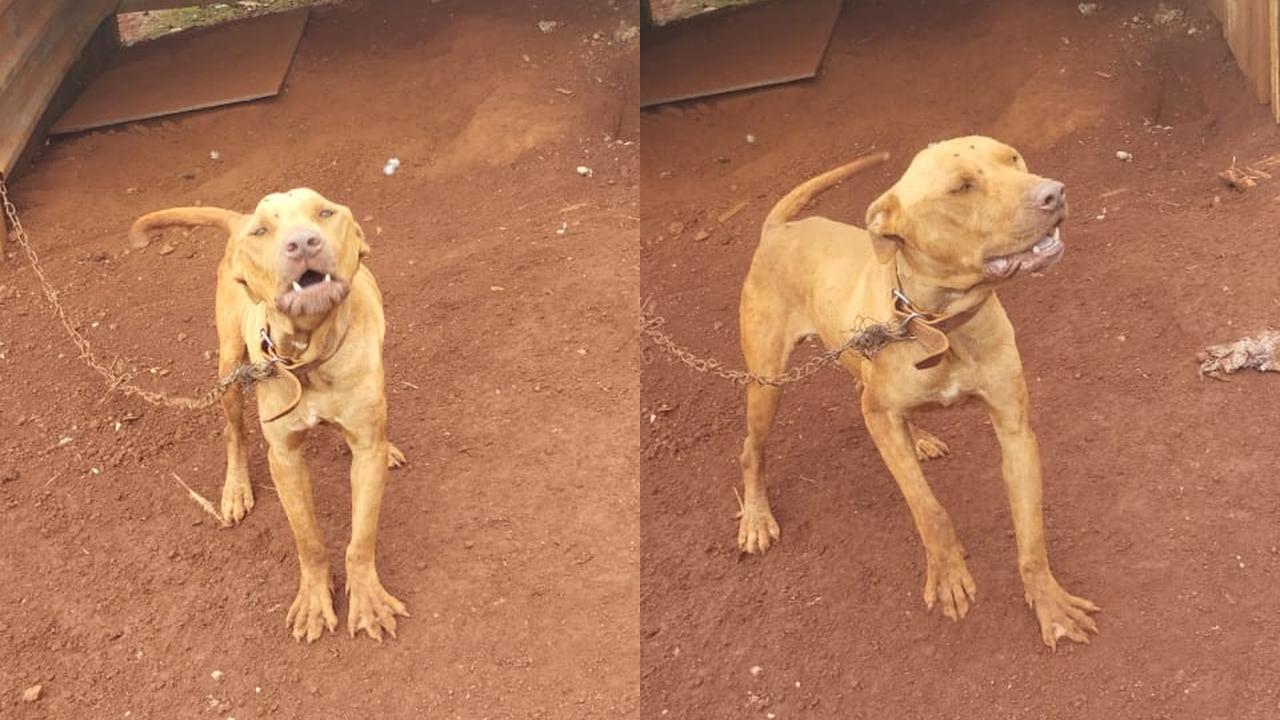 Patrulha Ambiental constata maus-tratos contra animais no Reassentamento São Francisco