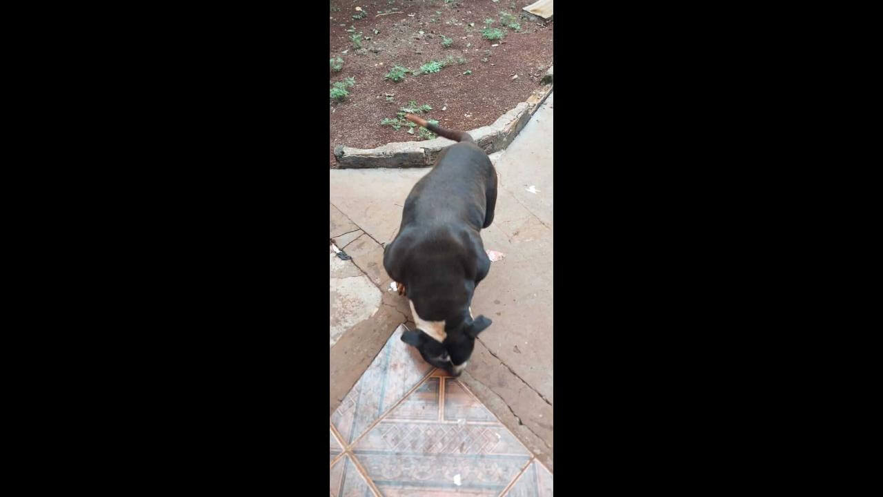 Cachorra é encontrada no bairro Cascavel Velho