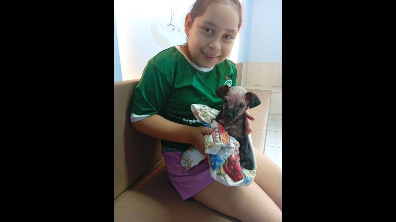 Cachorro Zoro desapareceu no bairro Tarumã Cachorro Zoro desapareceu no bairro Tarumã