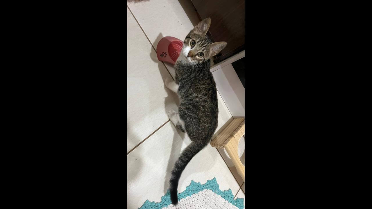 Gato é encontrado no bairro Fag Gato é encontrado no bairro Fag
