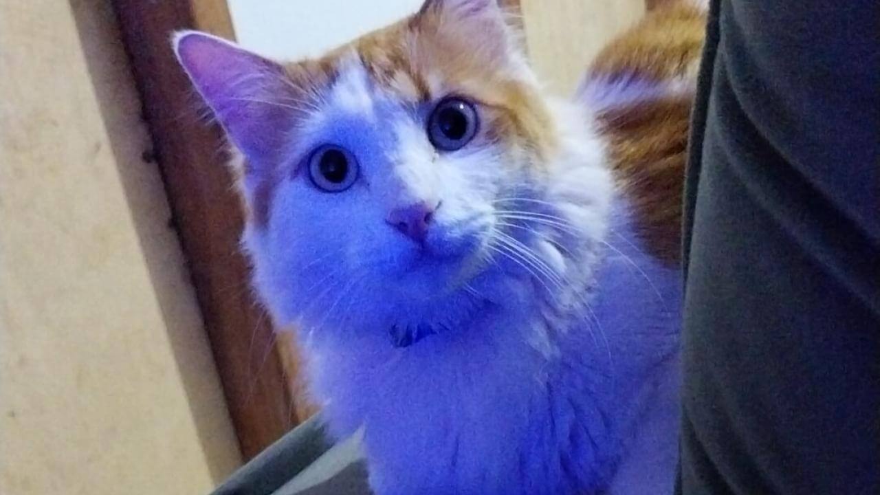 Gato Theo desapareceu no bairro Floresta Gato Theo desapareceu no bairro Floresta