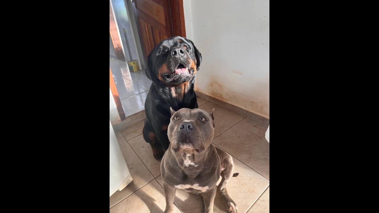 Cachorro Sadam e Noa desapareceu no bairro Alto Alegre Cachorro Sadam e Noa desapareceu no bairro Alto Alegre