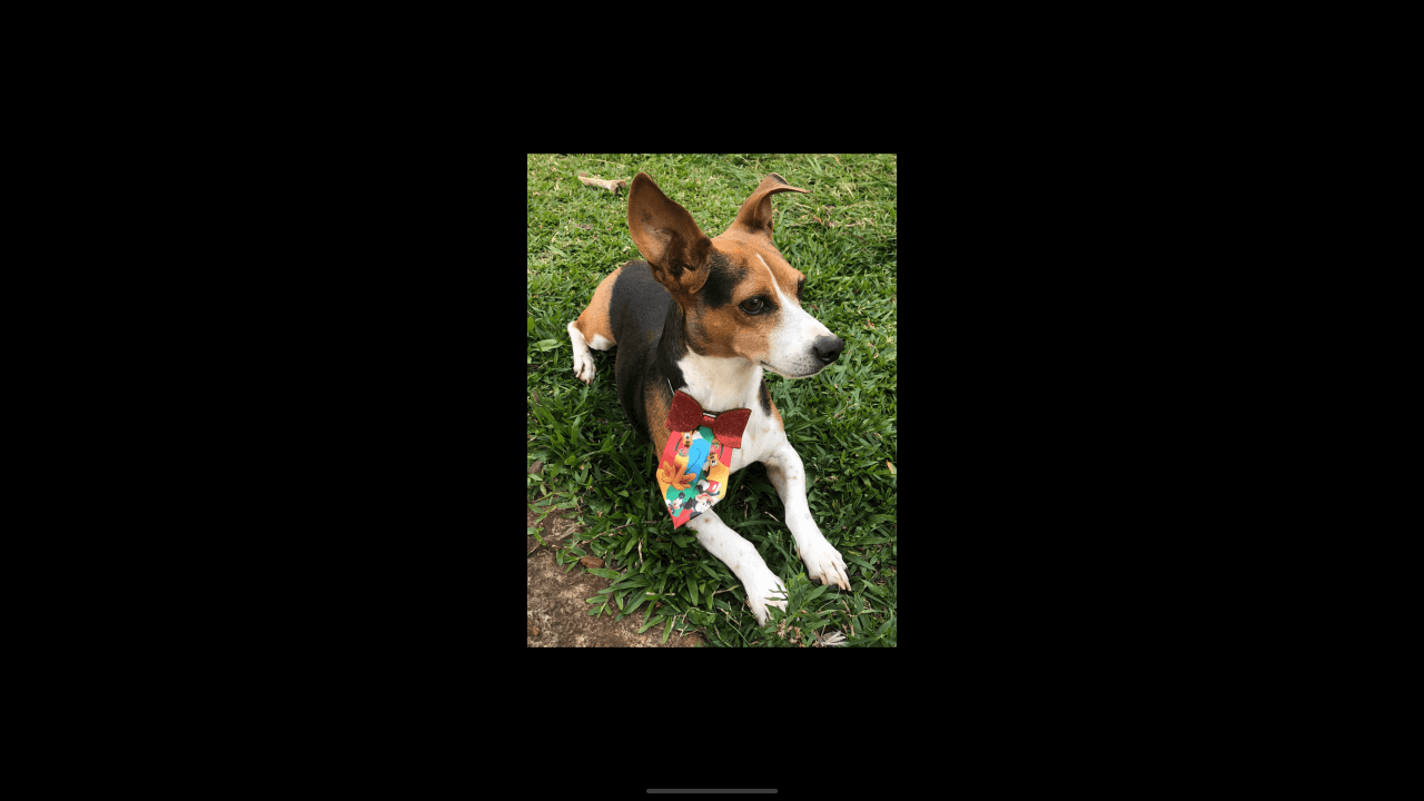 Cachorro Teco desapareceu no bairro Periolo