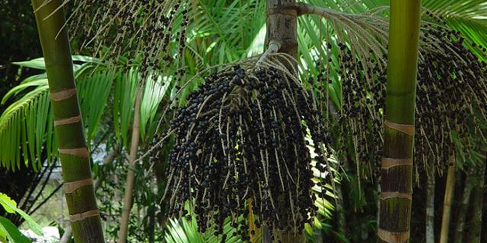 Projeto transforma áreas de queimada em produção sustentável no Marajó Projeto transforma áreas de queimada em produção sustentável no Marajó
