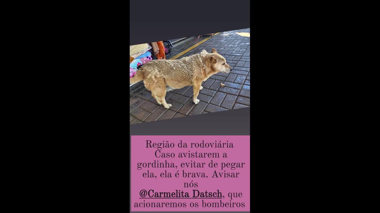 Cachorra Gordinha do cemitério central desapareceu no bairro Cancelli