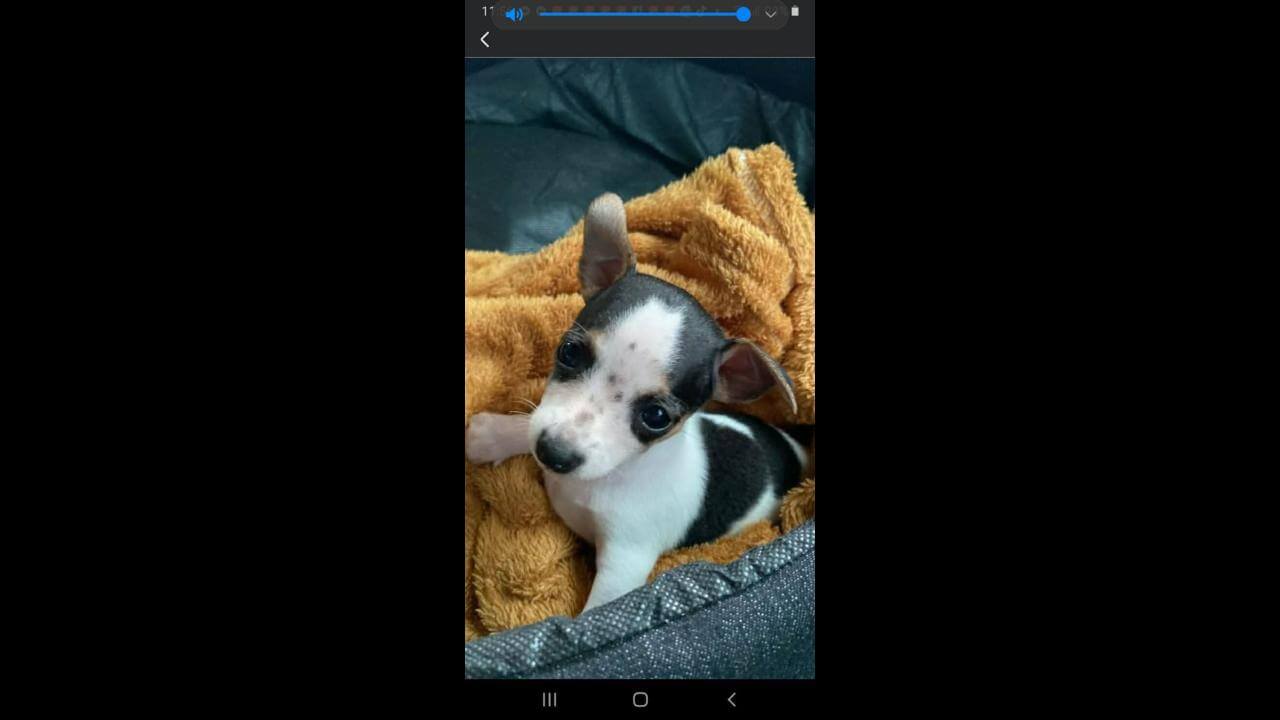 Cachorro Luck desapareceu no bairro Cascavel Velho