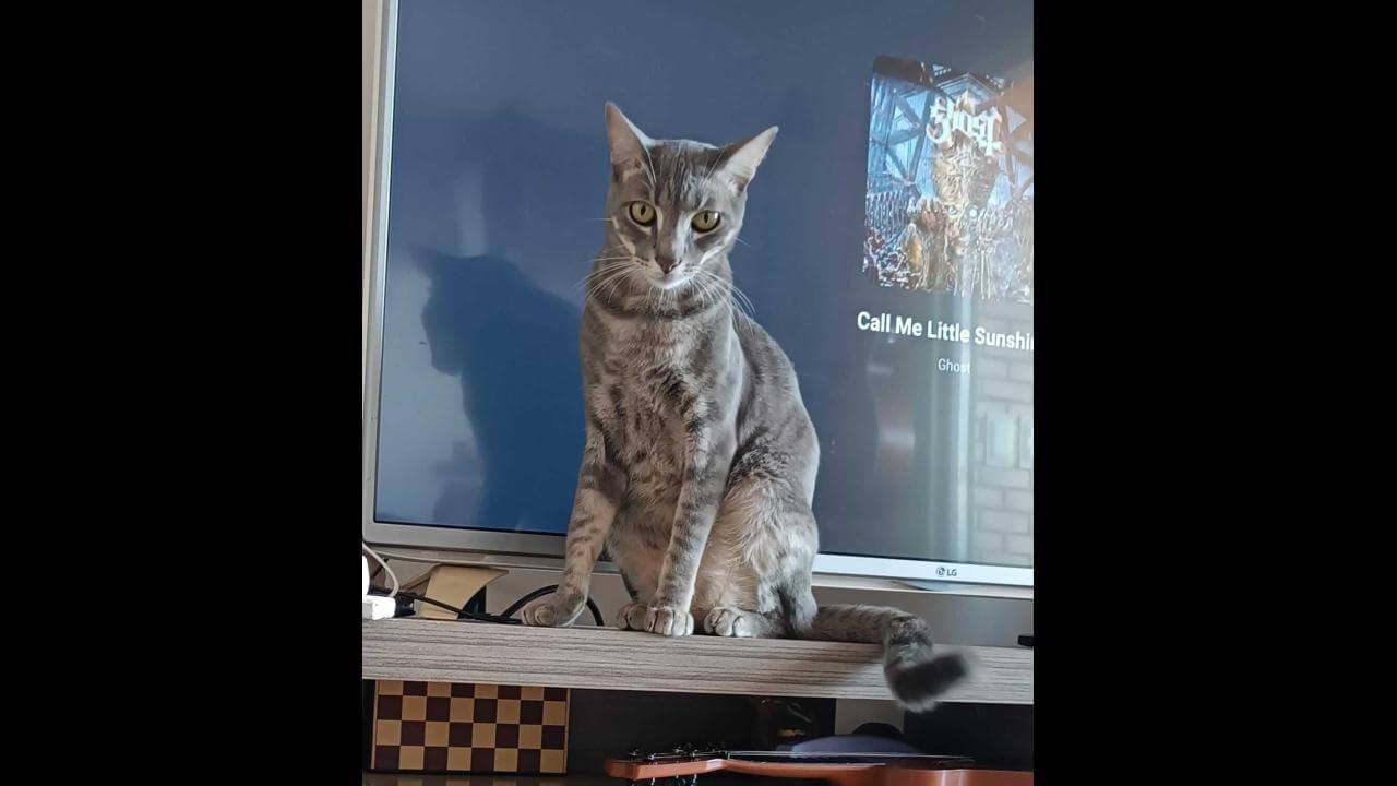 Gato UNI desapareceu no bairro Floresta