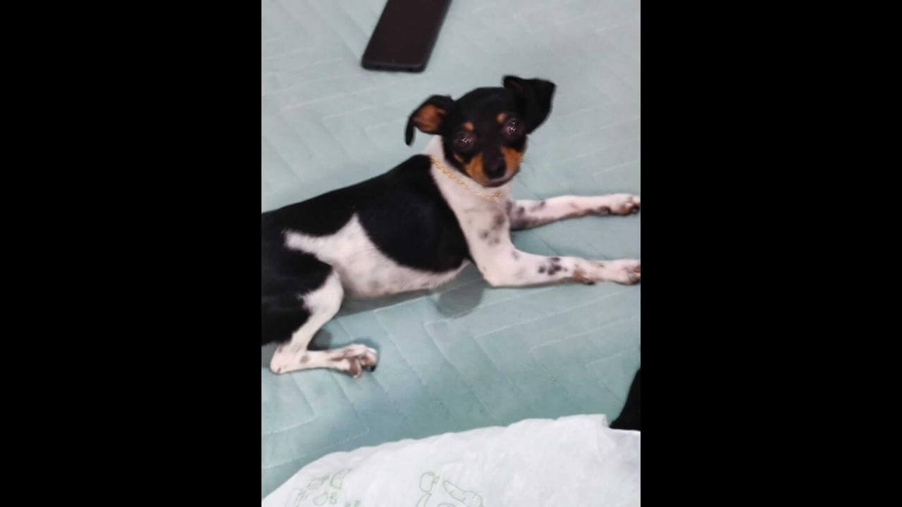 Cachorra Bella desapareceu no bairro Floresta