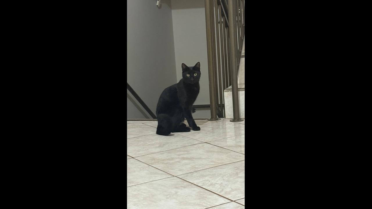 Gato é encontrado no bairro Santa Cruz