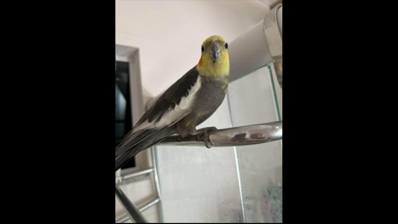 Calopsita Will desapareceu no bairro Pioneiros Catarinenses