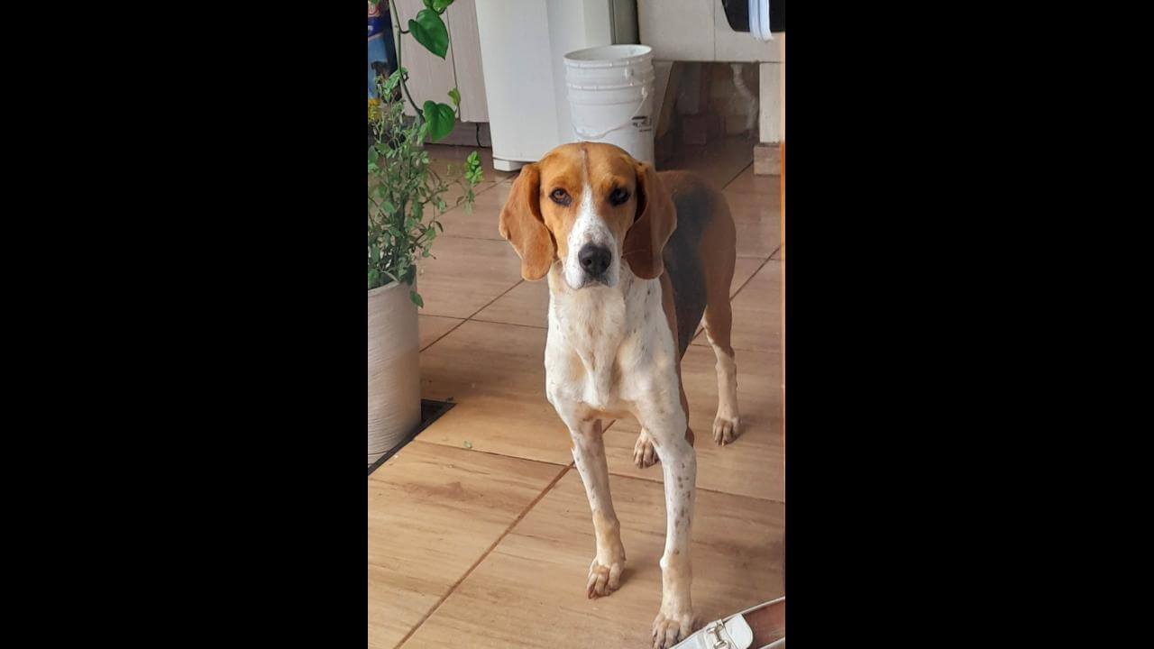 Cachorra desapareceu no bairro Presidente