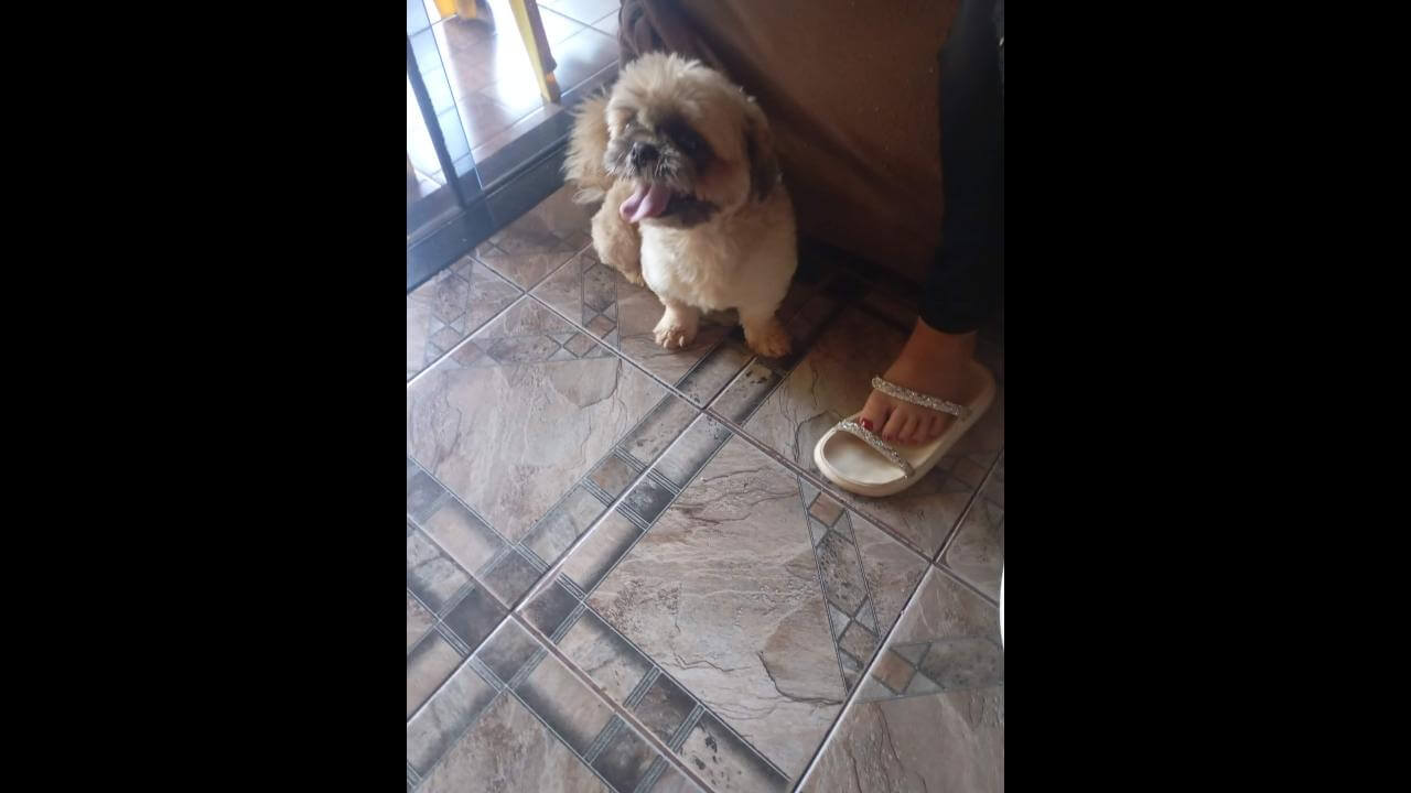 Cachorro é encontrado no bairro Morumbi