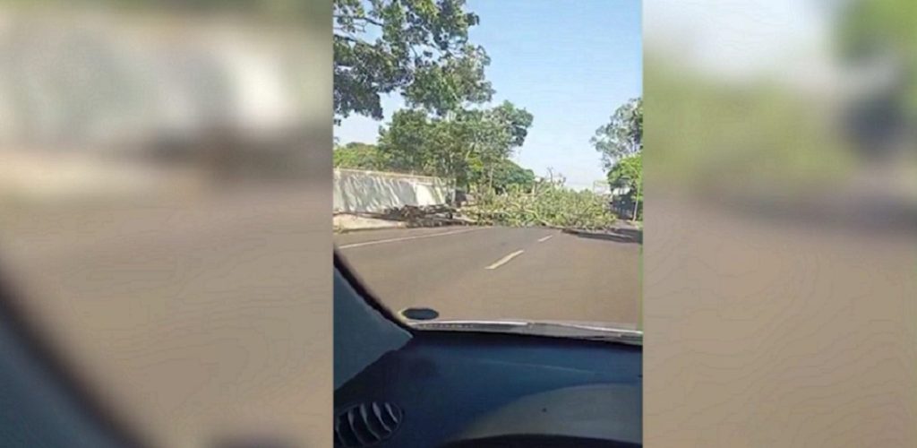 Atenção! Árvore tomba e impede passagem de carros na Rua Guaracás