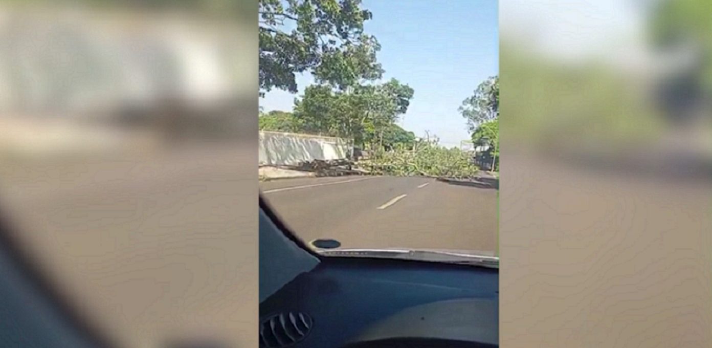 Atenção! Árvore tomba e impede passagem de carros na Rua Guaracás