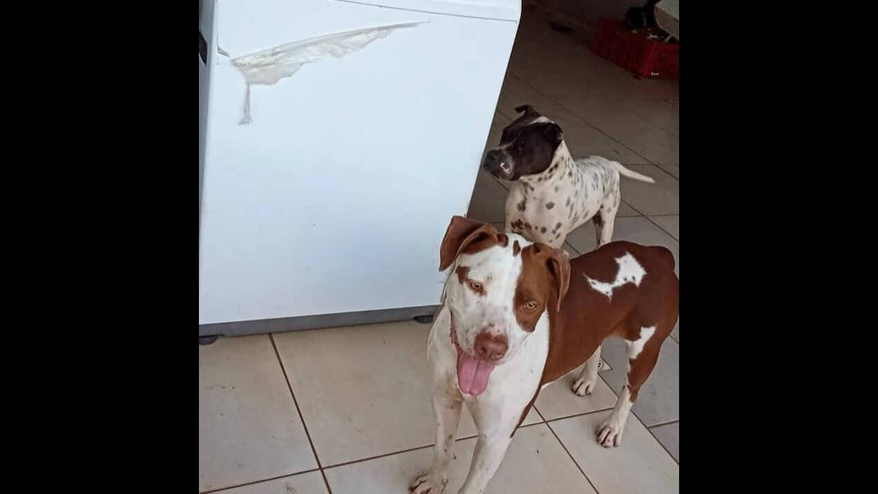 Cachorros Pedro e Soneca desapareceram no bairro Parque São Paulo
