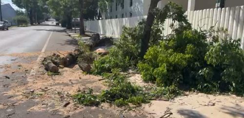 Tráfego liberado na Rua Guaracás após remoção de árvore caída Tráfego liberado na Rua Guaracás após remoção de árvore caída