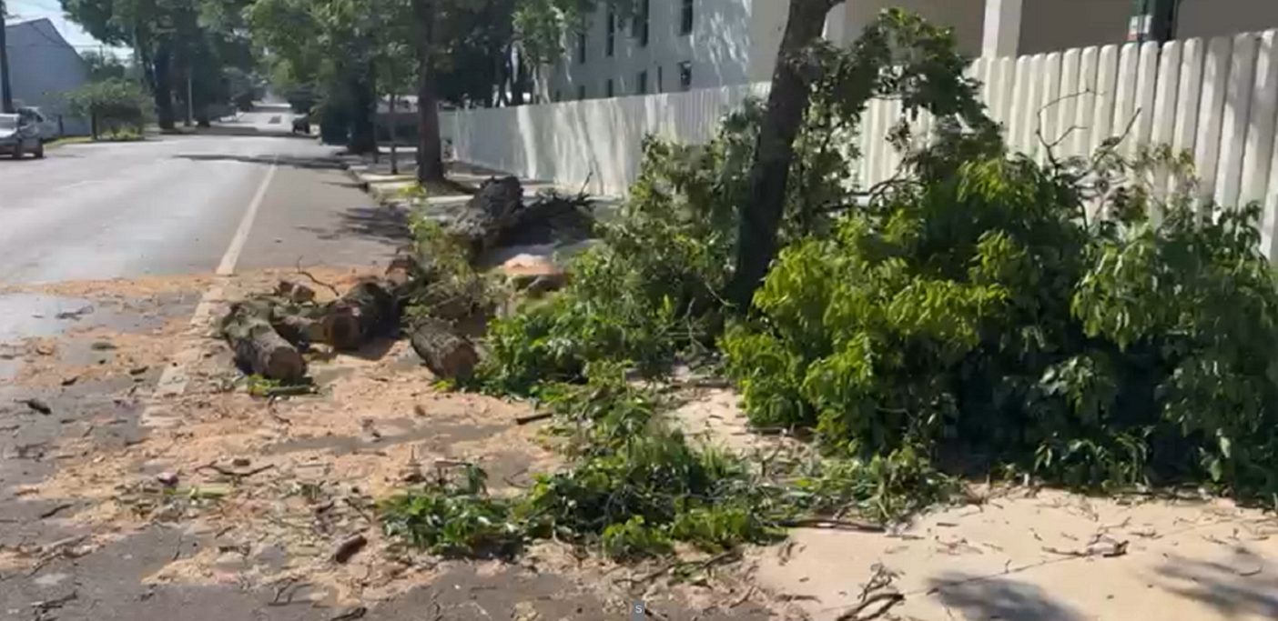 Tráfego liberado na Rua Guaracás após remoção de árvore caída