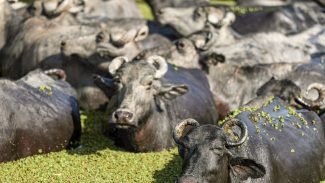 Fazendeiro planeja criar “universidade do búfalo” na Ilha de Marajó Fazendeiro planeja criar “universidade do búfalo” na Ilha de Marajó